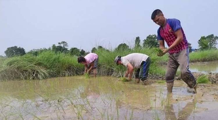 नेकपाका महासचिव विप्लव धान रोपाइँमा व्यस्त