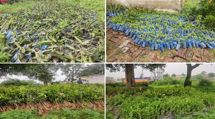 तिलोत्तमामा अनुदानमा फलफूलका बिरुवा वितरण 