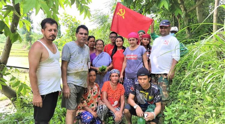 रूपन्देहीमा नेकपाद्धारा सहिद परिवारको खेतमा धान रोपाइँ